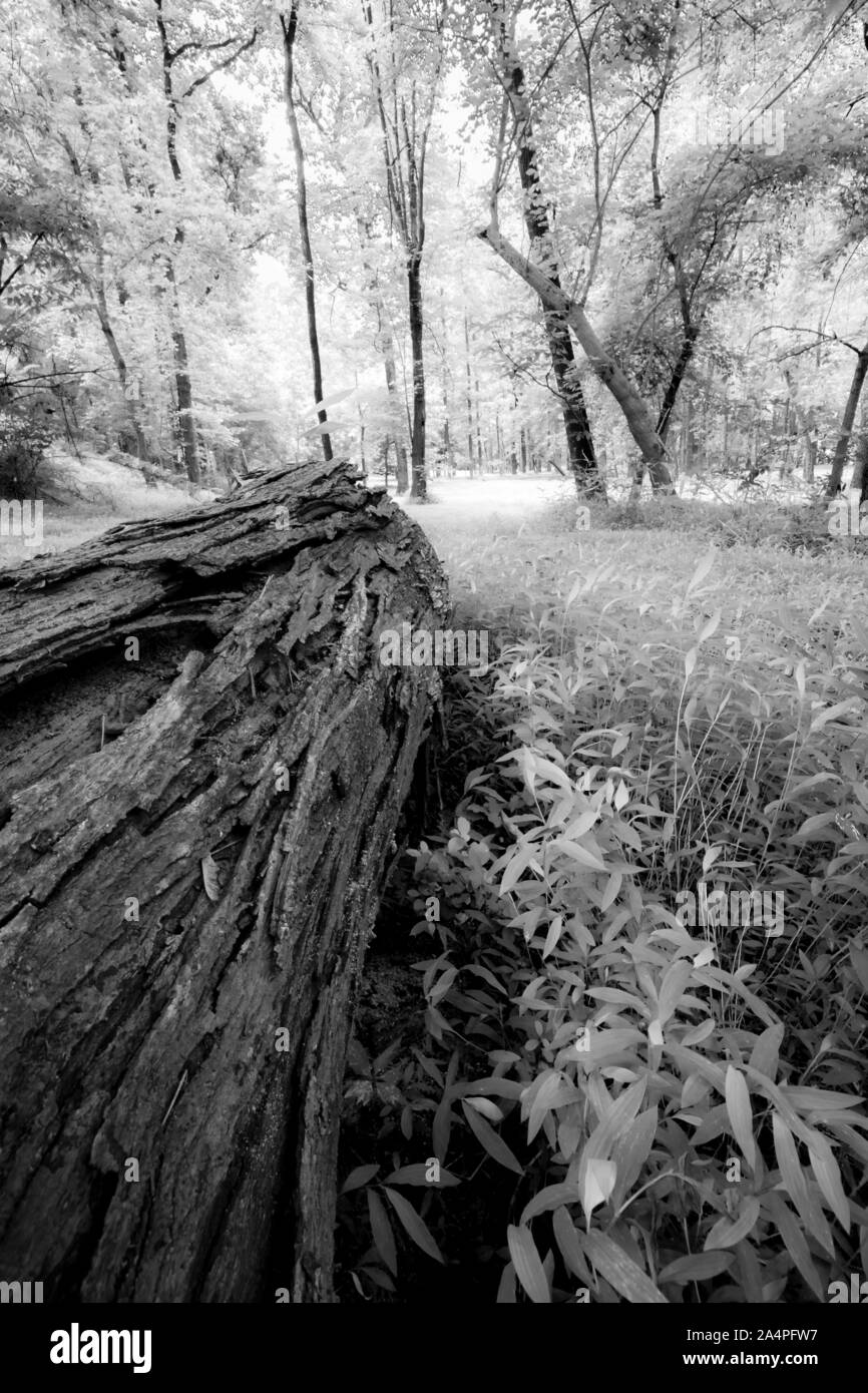 Arbre tombé sur le sol de la forêt avec le feuillage de rêve en arrière-plan. Banque D'Images