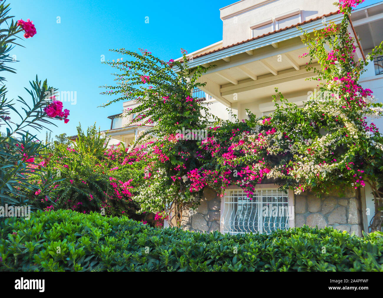 Dans le jardin de plantes méditerranéennes et de belles fleurs roses et blanches sur begonville traditionnelle maison d'été à Bodrum, Turquie Banque D'Images