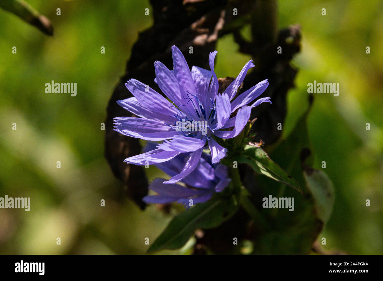 La fleur d'une politique commune de chicorées (Cichorium intybus) Banque D'Images