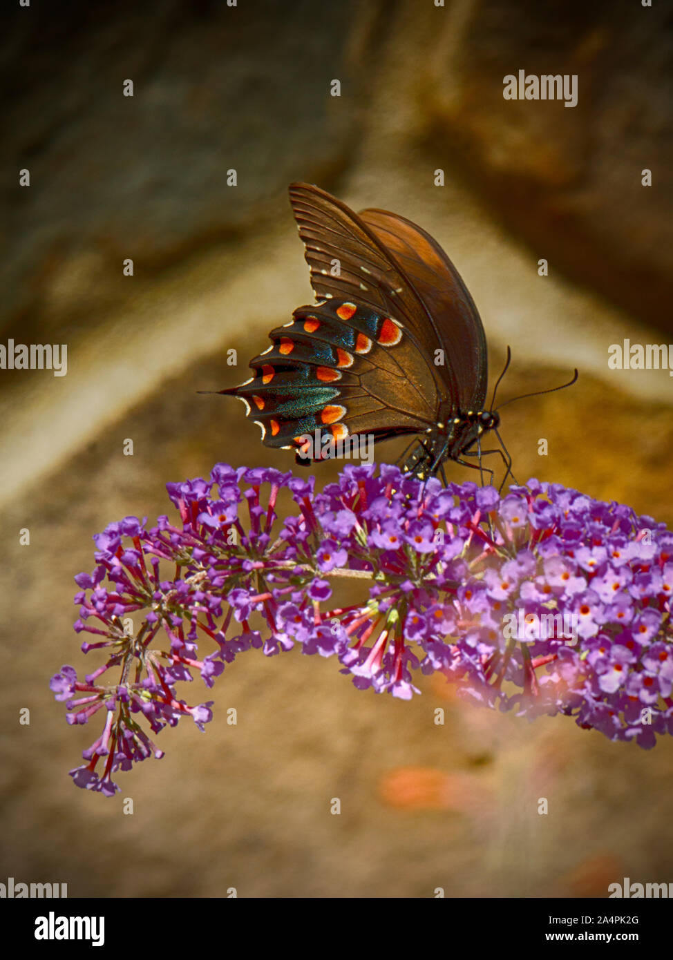 Papillon Spicebush swallowtail butterfly sur bush. Banque D'Images