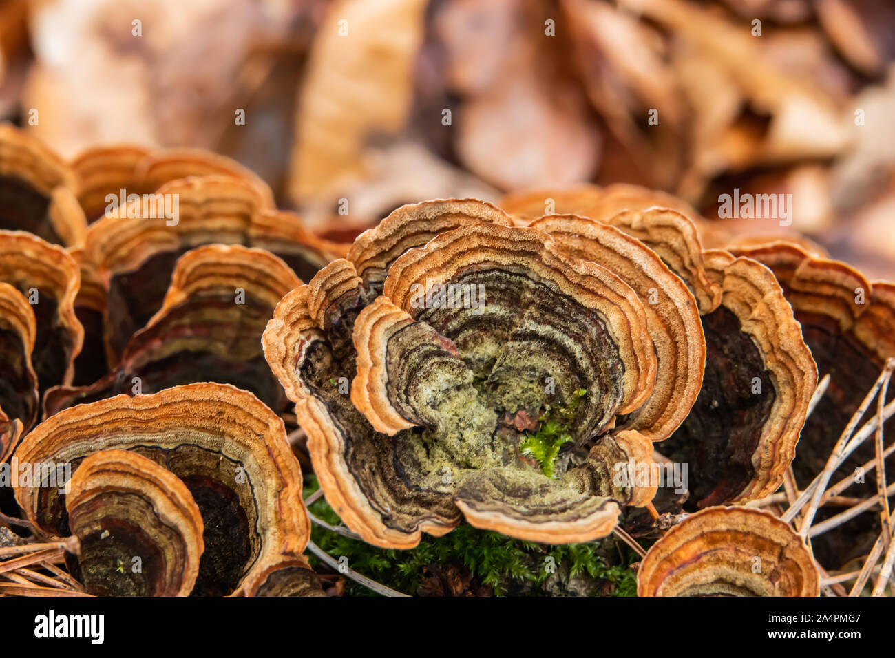 Croûte de champignons poussant sur Rideau Log en hiver Banque D'Images