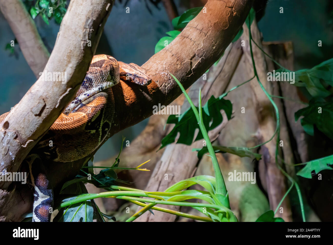 Boa constrictor sur une branche Banque D'Images