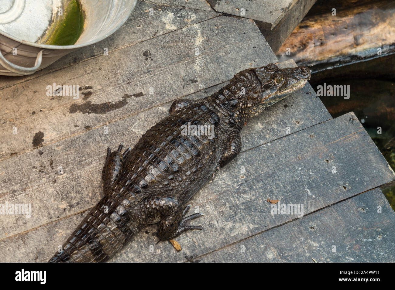 Peu de caiman sur un pont Banque D'Images