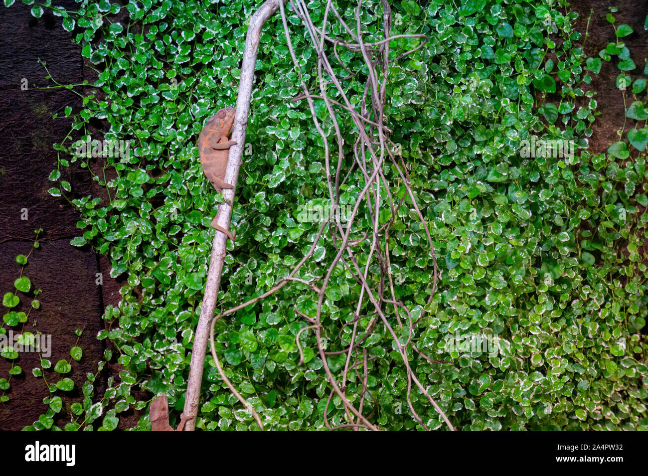 Brown panther chameleon de grimper sur une branche mince Banque D'Images