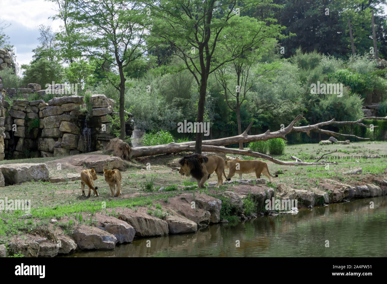 Famille de lions près d'un lac Banque D'Images