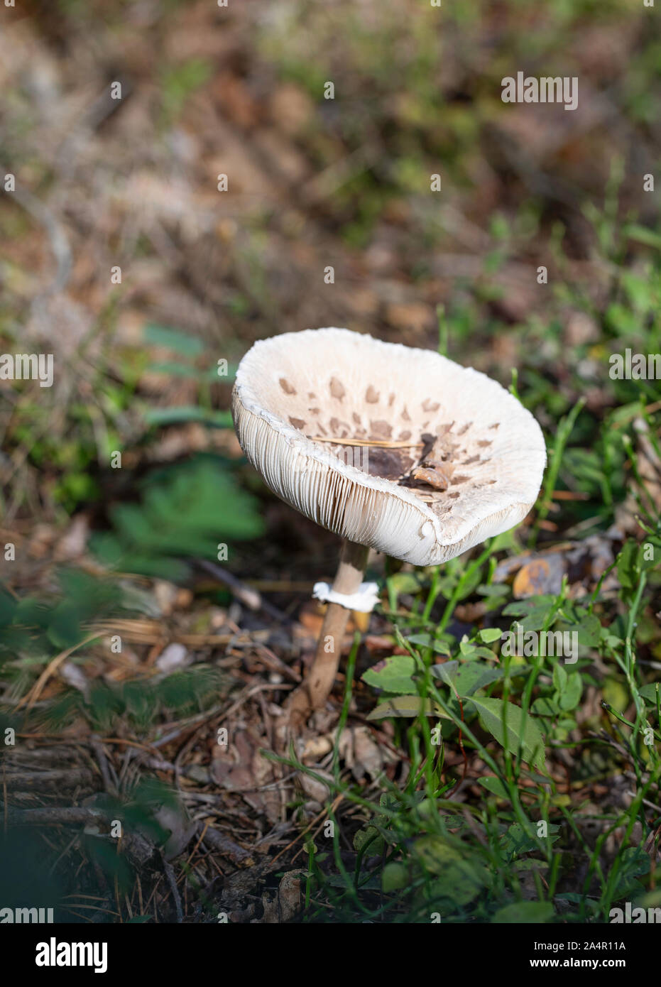 Coulemelle dans les bois. Banque D'Images
