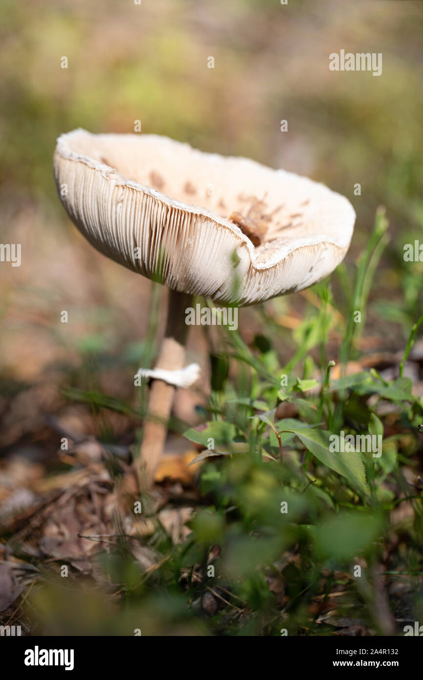 Coulemelle dans les bois. Banque D'Images
