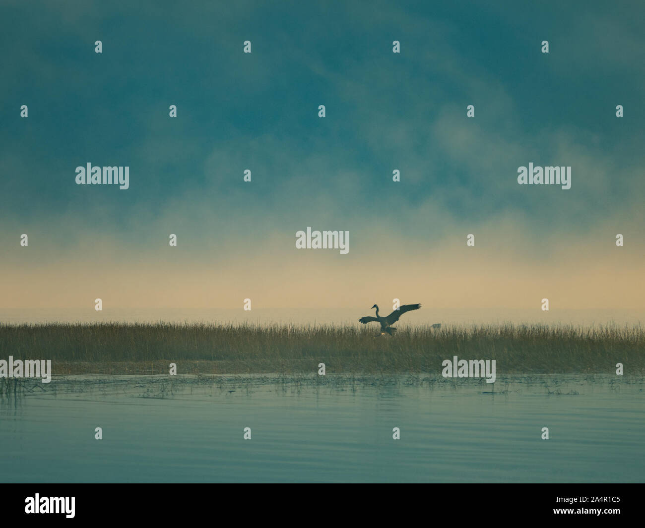Heron sur un lac, Canada Banque D'Images