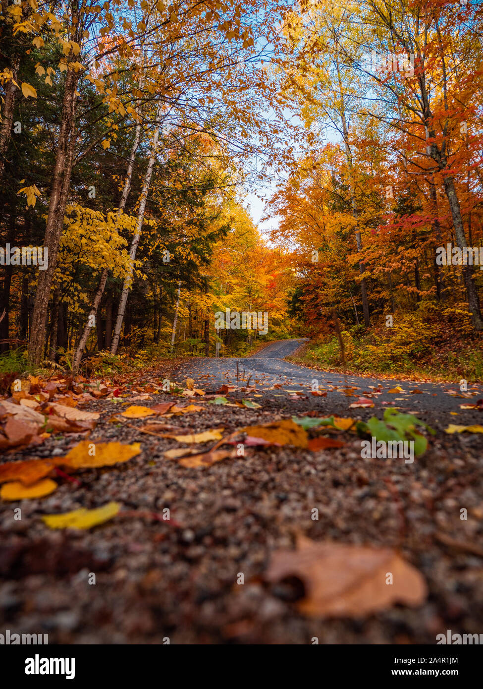 Route canadienne en automne Banque D'Images