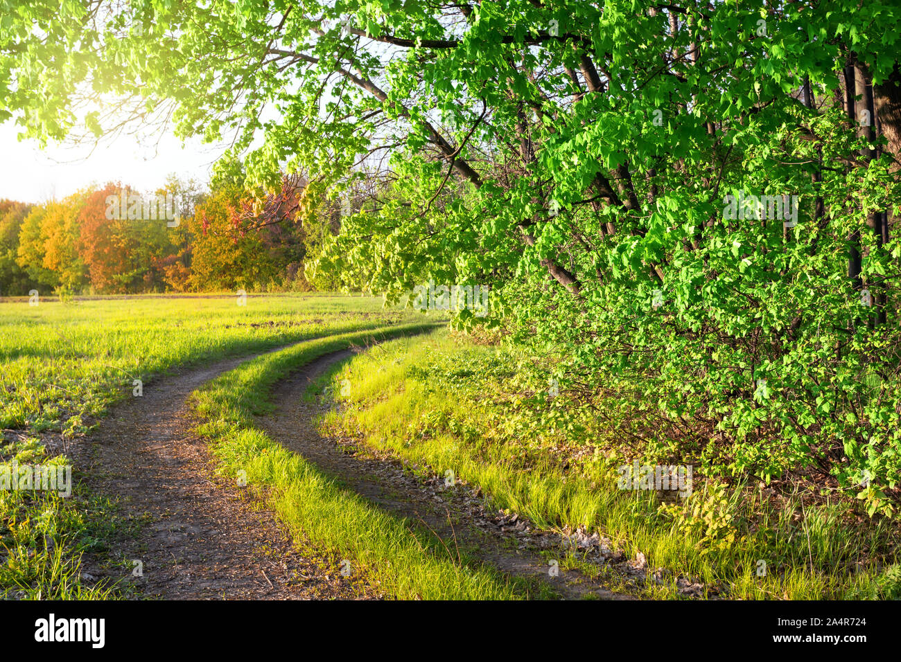 Route de campagne et un parc d'été. Les arbres et l'herbe verte. Soleil clair Banque D'Images