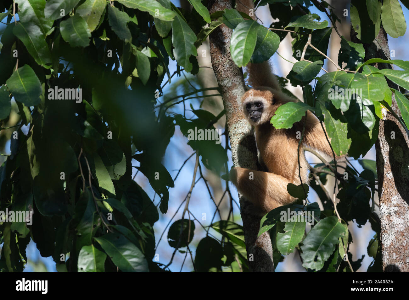 Le lar gibbon (Hylobates lar), également connu sous le nom de white-remis gibbon, est une espèce d'oiseaux de la famille gibbon Hylobatidae,. Banque D'Images