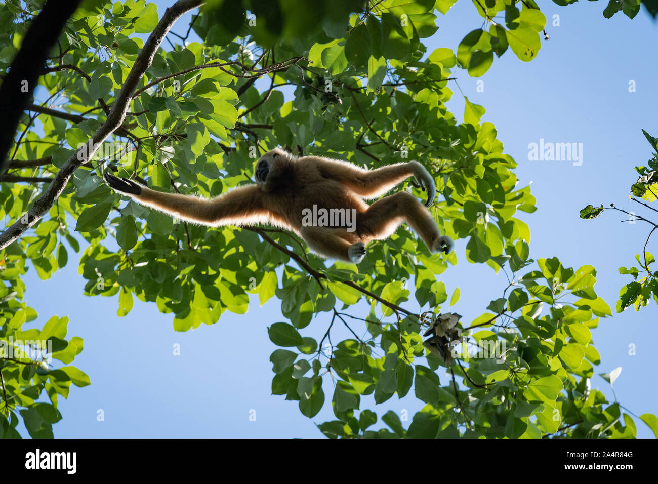 Le lar gibbon (Hylobates lar), également connu sous le nom de white-remis gibbon, est une espèce d'oiseaux de la famille gibbon Hylobatidae,. Banque D'Images