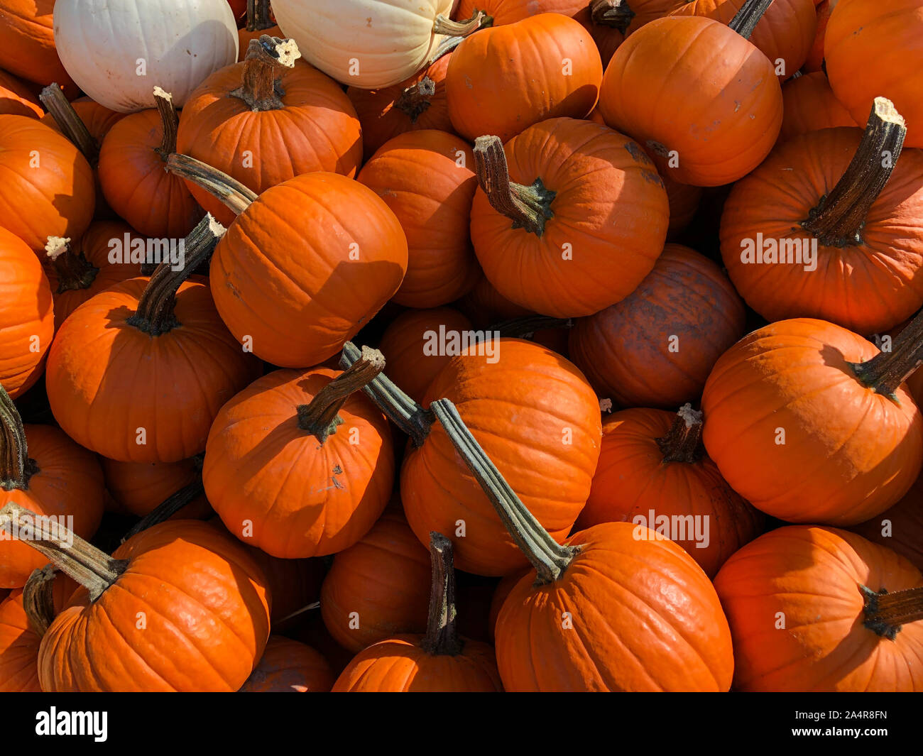 Groupe des pumpkins at outdoor farmers market, récolte de citrouille citrouille, arrière-plan. Costume Halloween, décoration d'Halloween. Banque D'Images