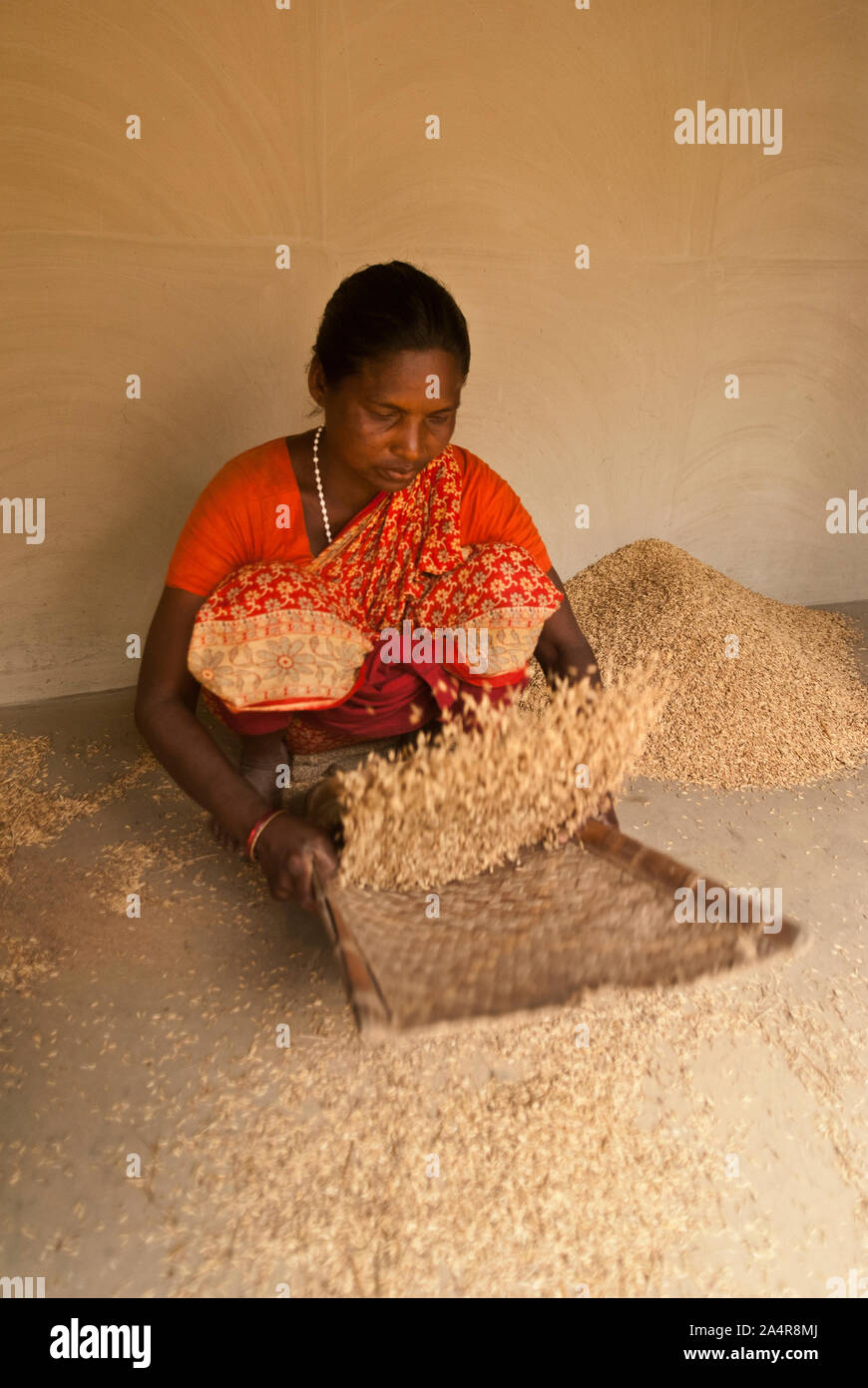 Une femme de la communauté Santal paddy winnows dans la véranda de sa maison, en Joypurhat, Rajshahi, Bangladesh. Le 20 mai 2011..les Santals sont une minorité ethnique vivant dans différents districts de la division de Rajshahi au Bangladesh. La plupart ne possèdent pas de terres et de travailler comme ouvriers agricoles payés tous les jours pour des salaires très bas. Une grande partie des progrès de la technologie ont contourné ces collectivités isolées où dominent les hommes et les femmes assument la charge de l'agriculture et de s'acquitter d'autres moyens de subsistance..Santals sont également le plus grand groupe ethnique en Inde où ils ont de peuplement dans les états de Jharkhand, Wes Banque D'Images