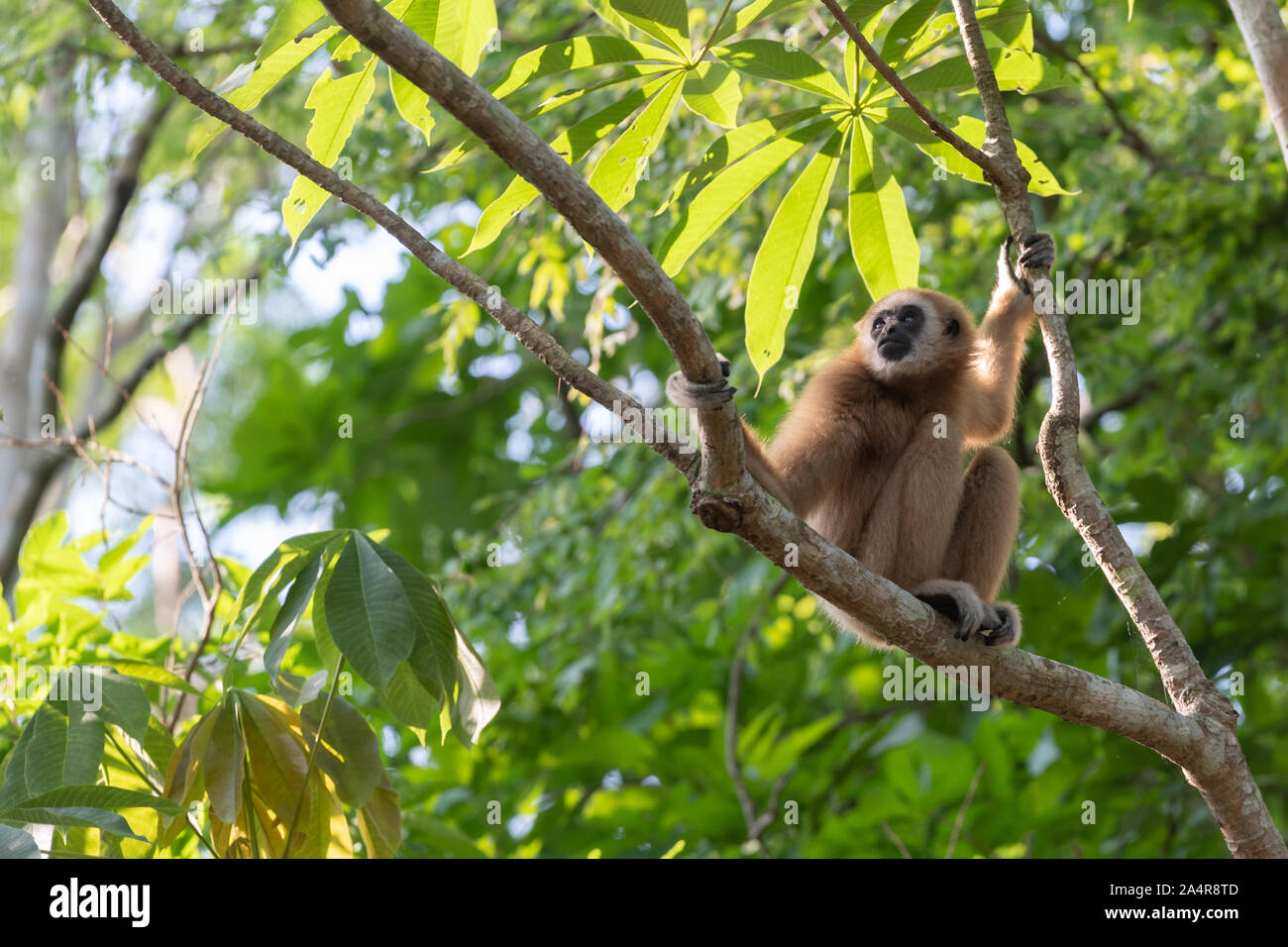 Le lar gibbon (Hylobates lar), également connu sous le nom de white-remis gibbon, est une espèce d'oiseaux de la famille gibbon Hylobatidae,. Banque D'Images