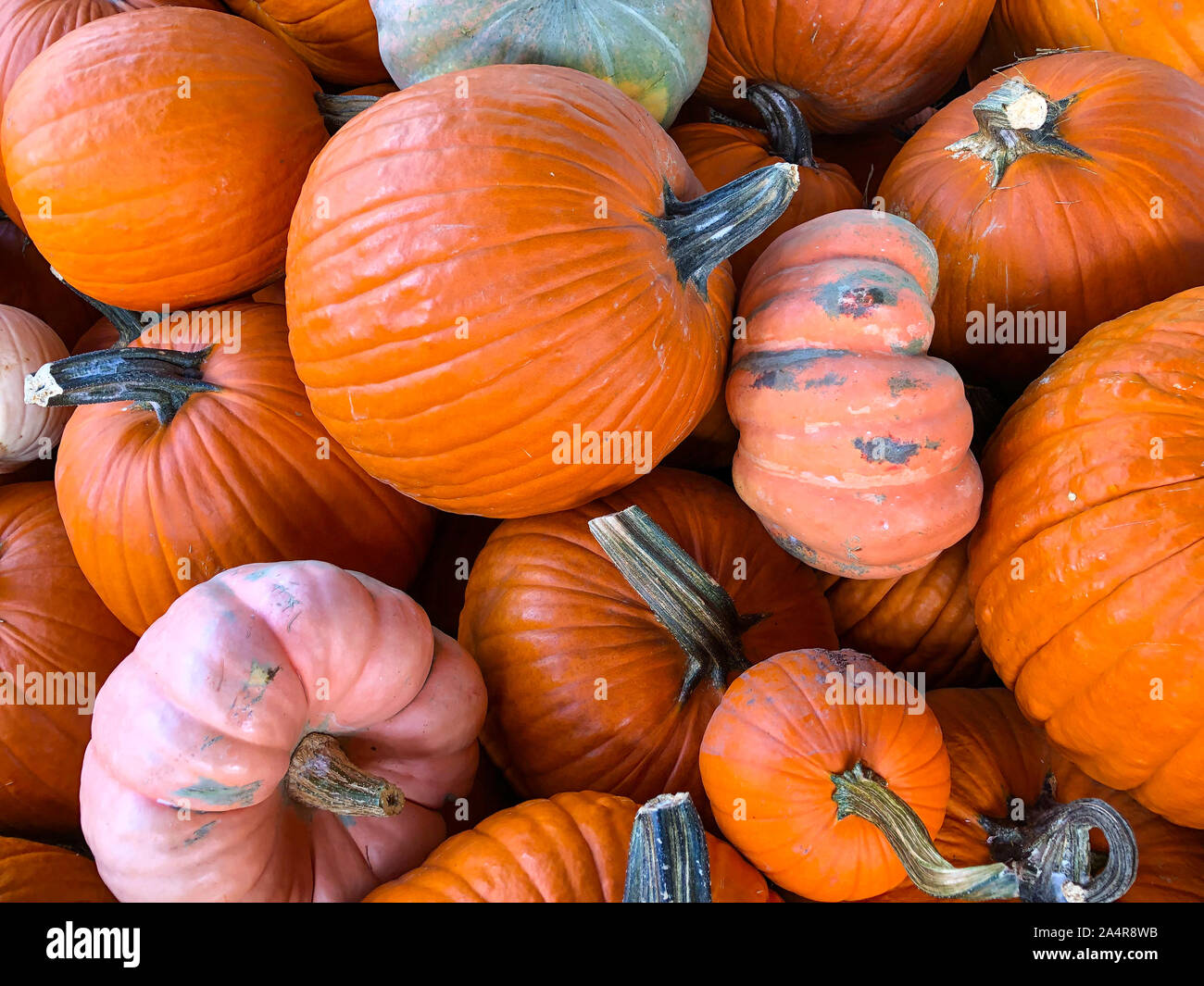 Groupe des pumpkins at outdoor farmers market, récolte de citrouille citrouille, arrière-plan. Costume Halloween, décoration d'Halloween. Banque D'Images
