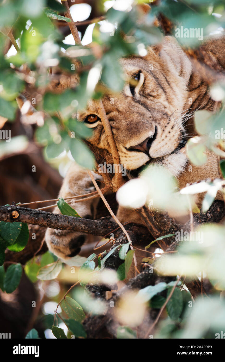 Femme Lion avec des yeux derrière arbre buisson à regarder la caméra. Serengeti Grumeti forêt savane réserve Africaine - Tanzanie Safari wildlife trip Banque D'Images