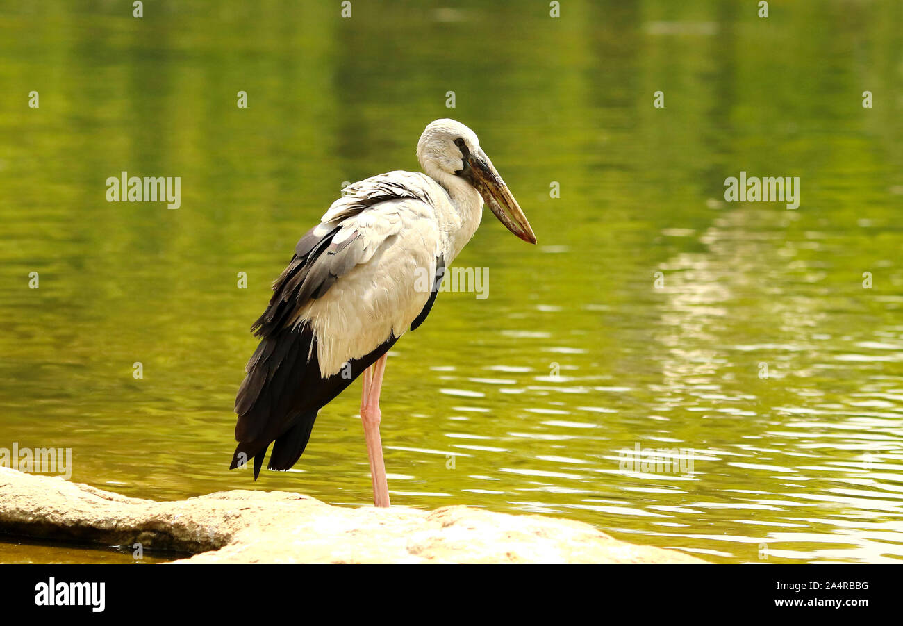 Bec ouvert stork, Anastomus oscitante, Ranganathittu Bird Sanctuary, Karnataka, Inde. Banque D'Images