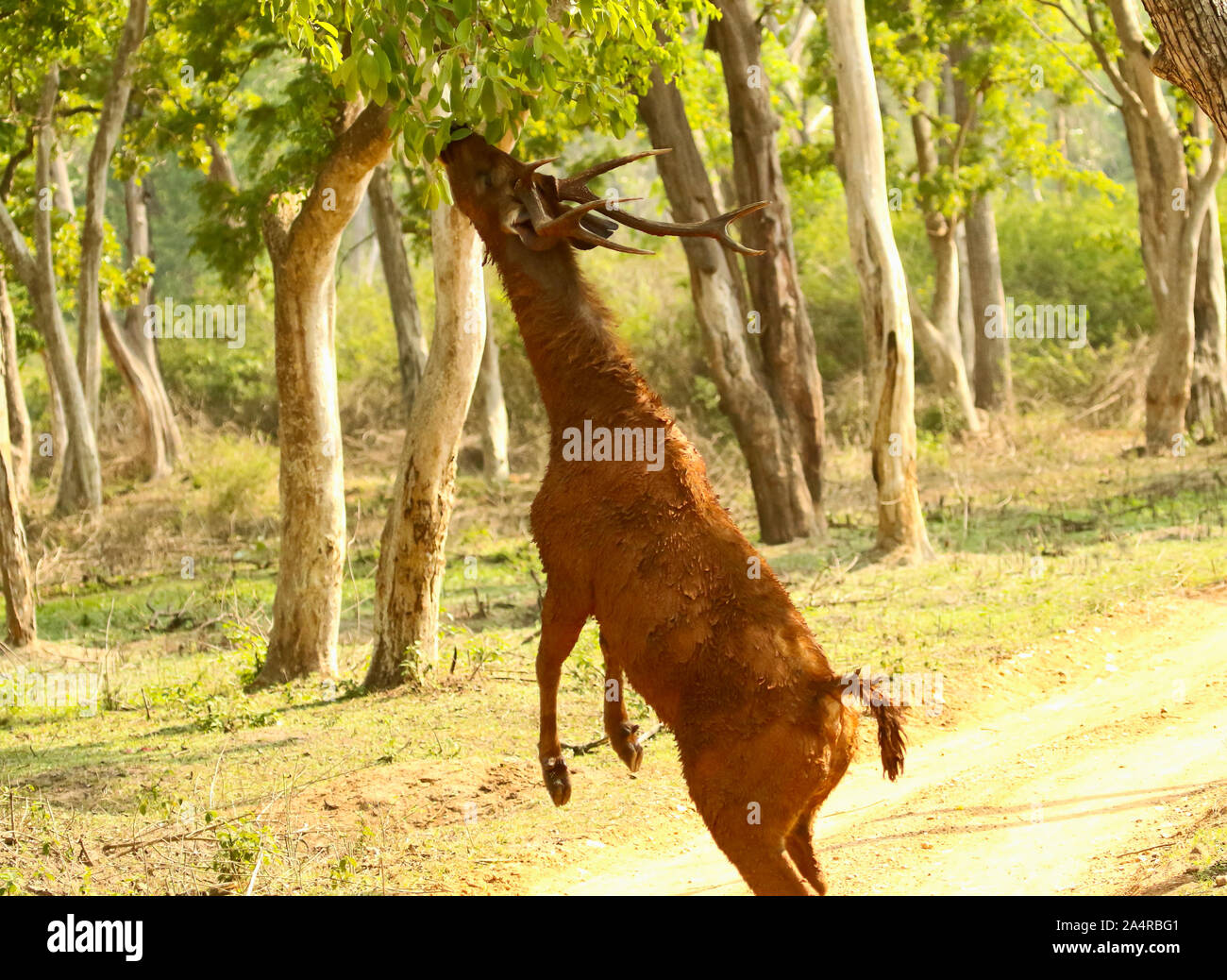 Cerfs Sambhar, Rusa unicolor au Parc National de Nagarhole à Karnataka, en Inde Banque D'Images