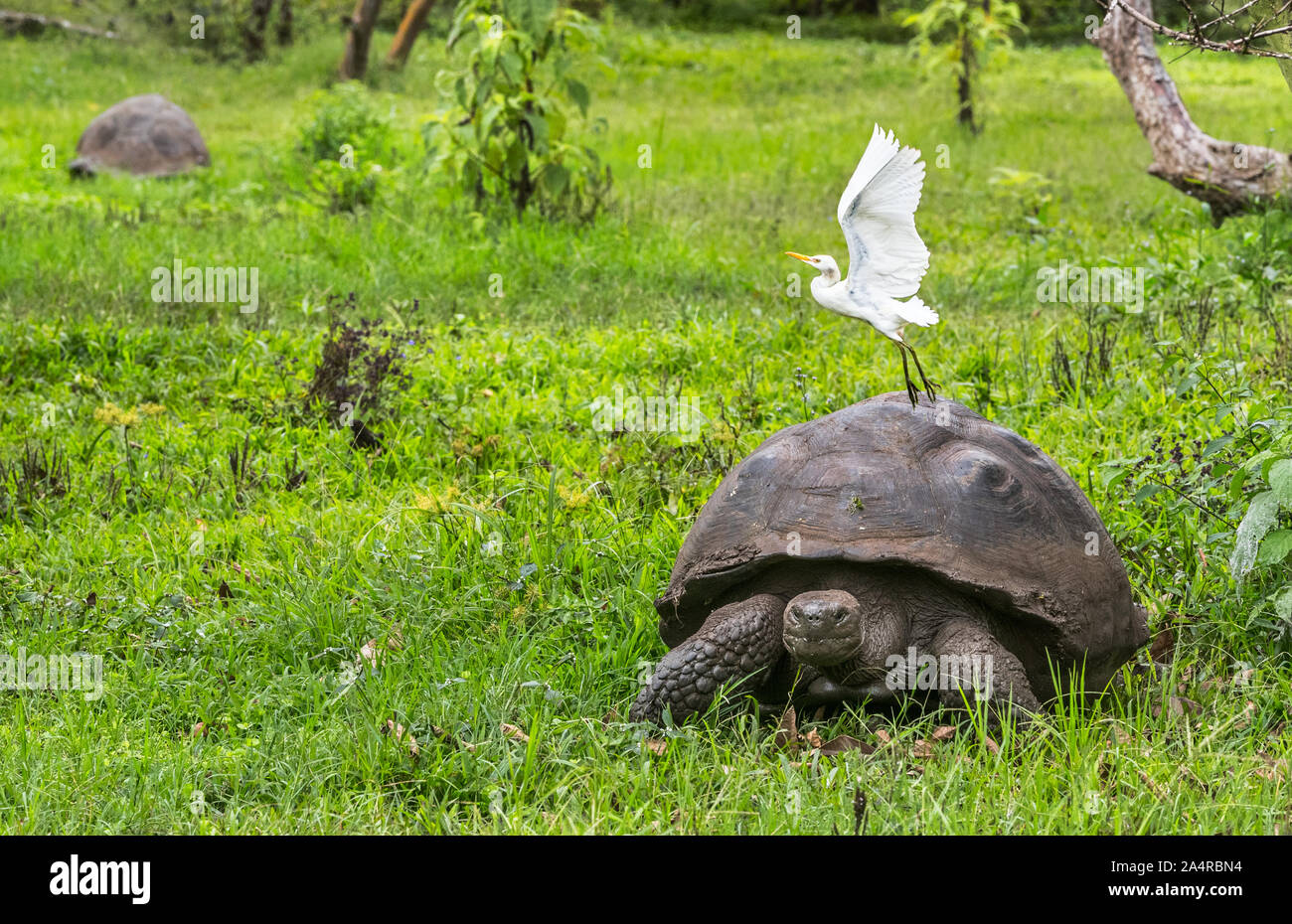 Les animaux. Tortue géante des Galapagos avec aigrette oiseau, sur l'île Santa Cruz en Iles Galapagos. Les animaux, la nature et la faune close up de tortue dans les hautes terres de Galapagos, Equateur, Amérique du Sud. Banque D'Images