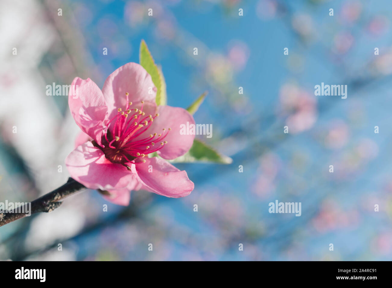 Rose en fleurs fleurs de pêcher avec l'arrière-plan flou Banque D'Images