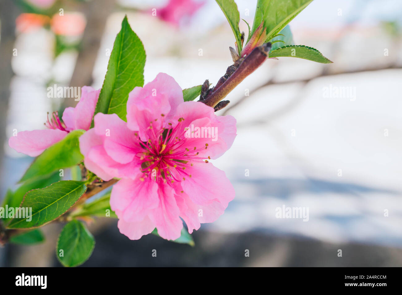 Rose en fleurs de prunier avec arrière-plan flou Banque D'Images