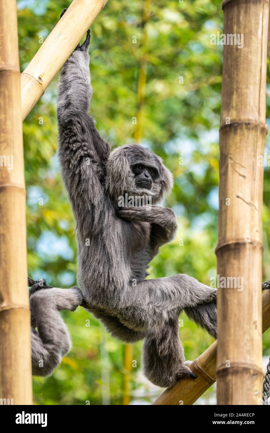 Hylobates moloch gibbon argenté, dans le zoo Banque D'Images