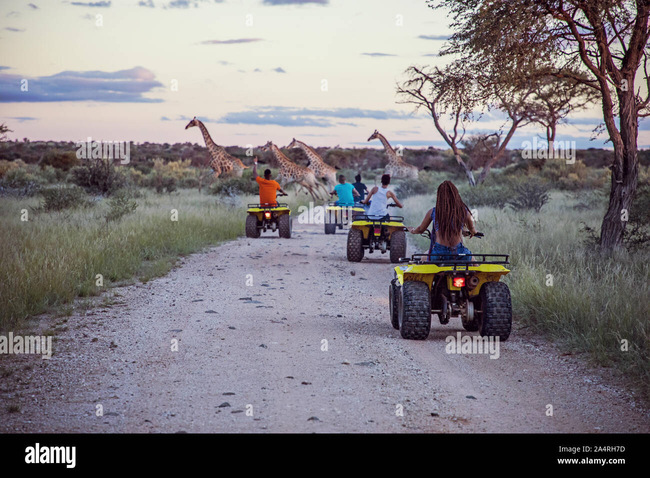 Les quads à travers le Cap du Nord, avec les girafes de l'avant Banque D'Images