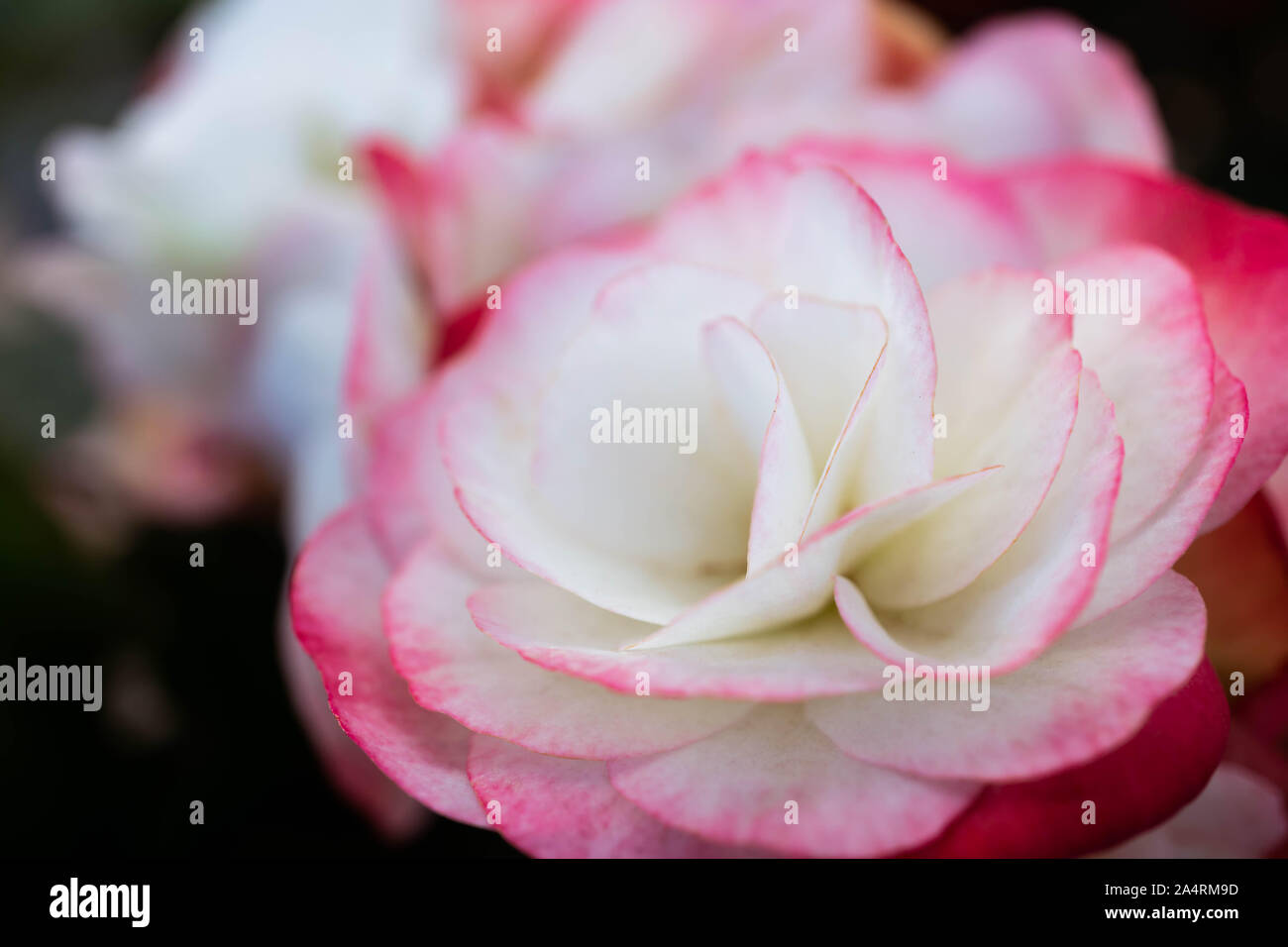Les fleurs de Bégonia rouge et blanc dans le jardin Banque D'Images