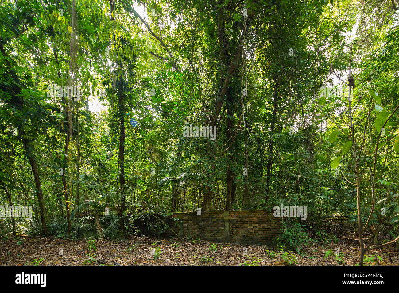 Vue sur la forêt et vestiges de briques murales préservés au Thomson nature Park à Singapour. Banque D'Images