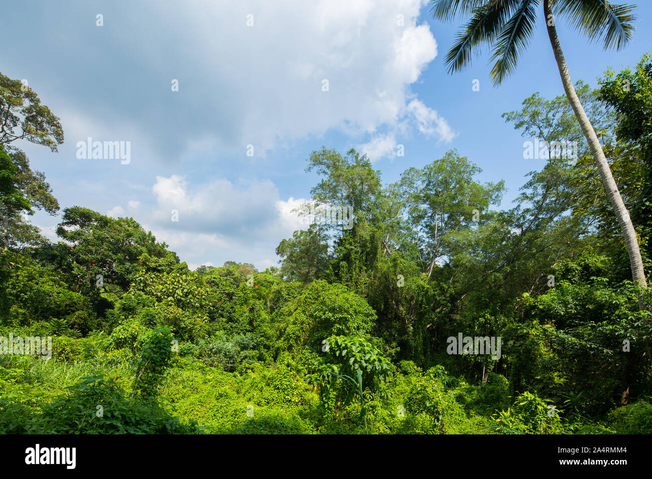 Sensation de verdure primitive au Thomson nature Park à Singapour. Banque D'Images