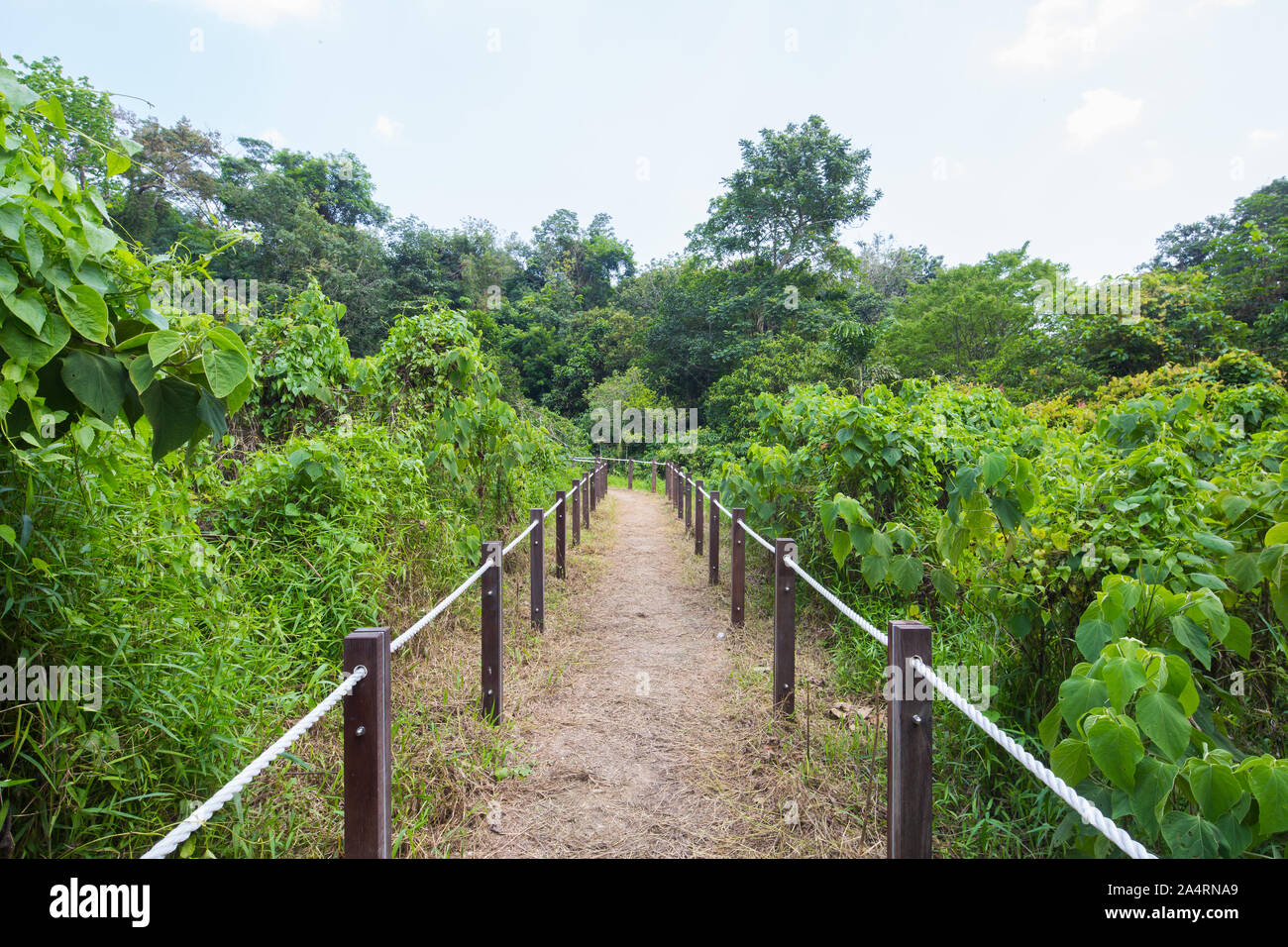Un chemin de piste de limite de contrôle artificiel pour offrir à l'utilisateur une vaste expérience spacieuse sans endommager les environs. Thomson nature Park, Singapour. Banque D'Images