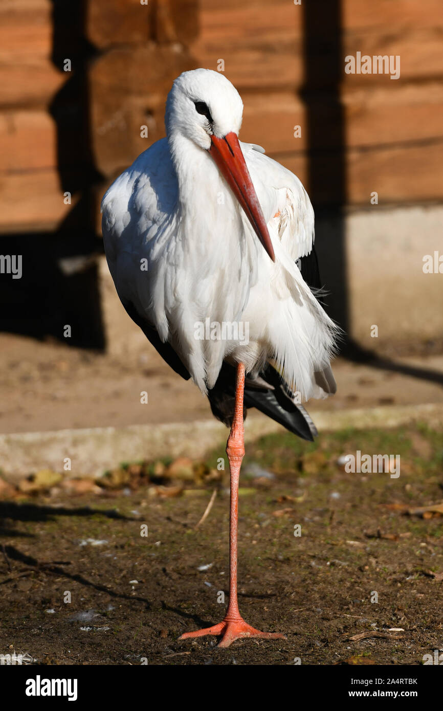 Close up heron. debout sur une seule jambe. dans la lumière du soleil. Banque D'Images