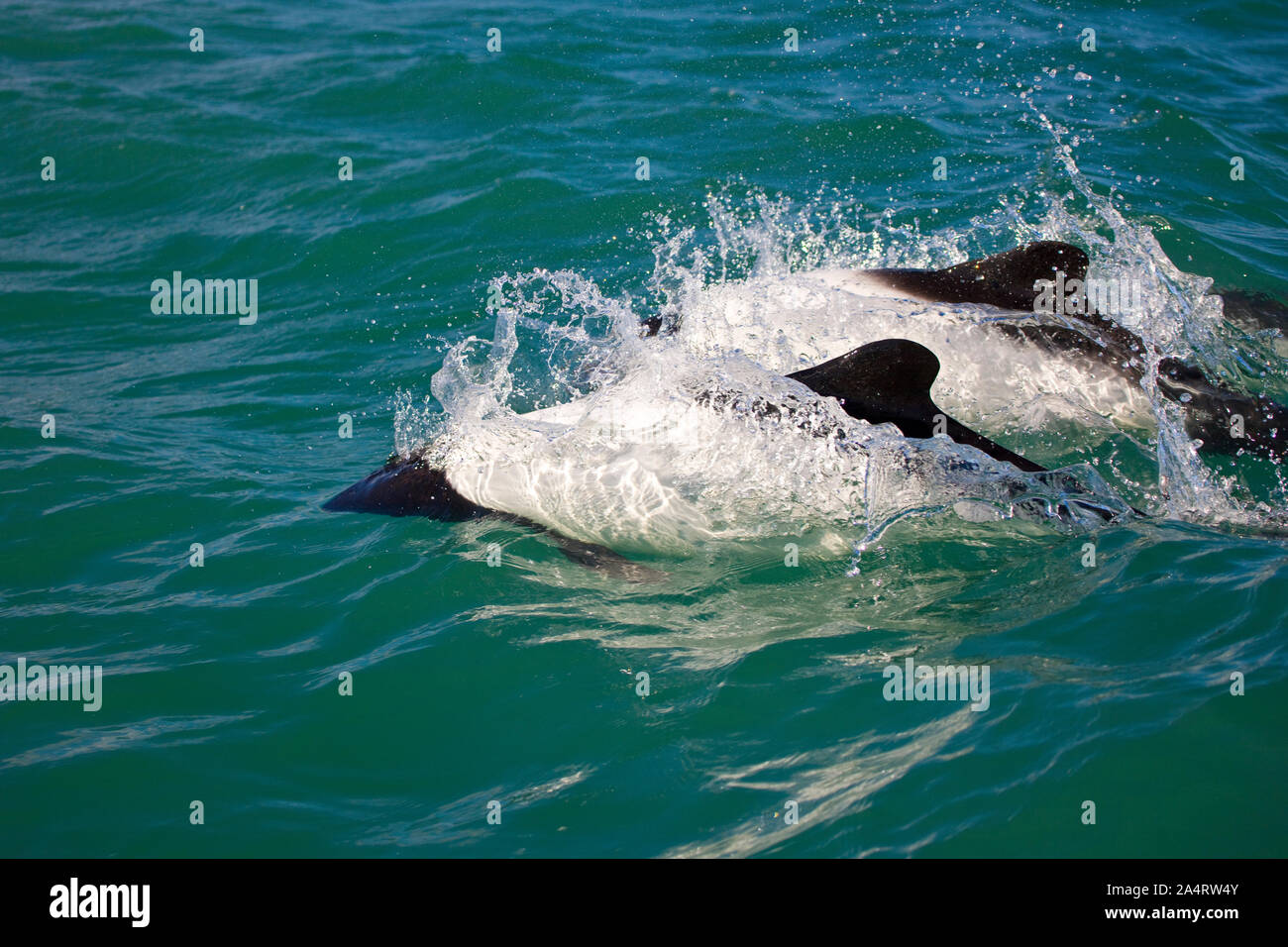 Delfin de Tonina Overa o Commerson (Cephalorhynchus commersonii),Ria Deseado, Puerto Deseado, Patagonie, Argentine Banque D'Images