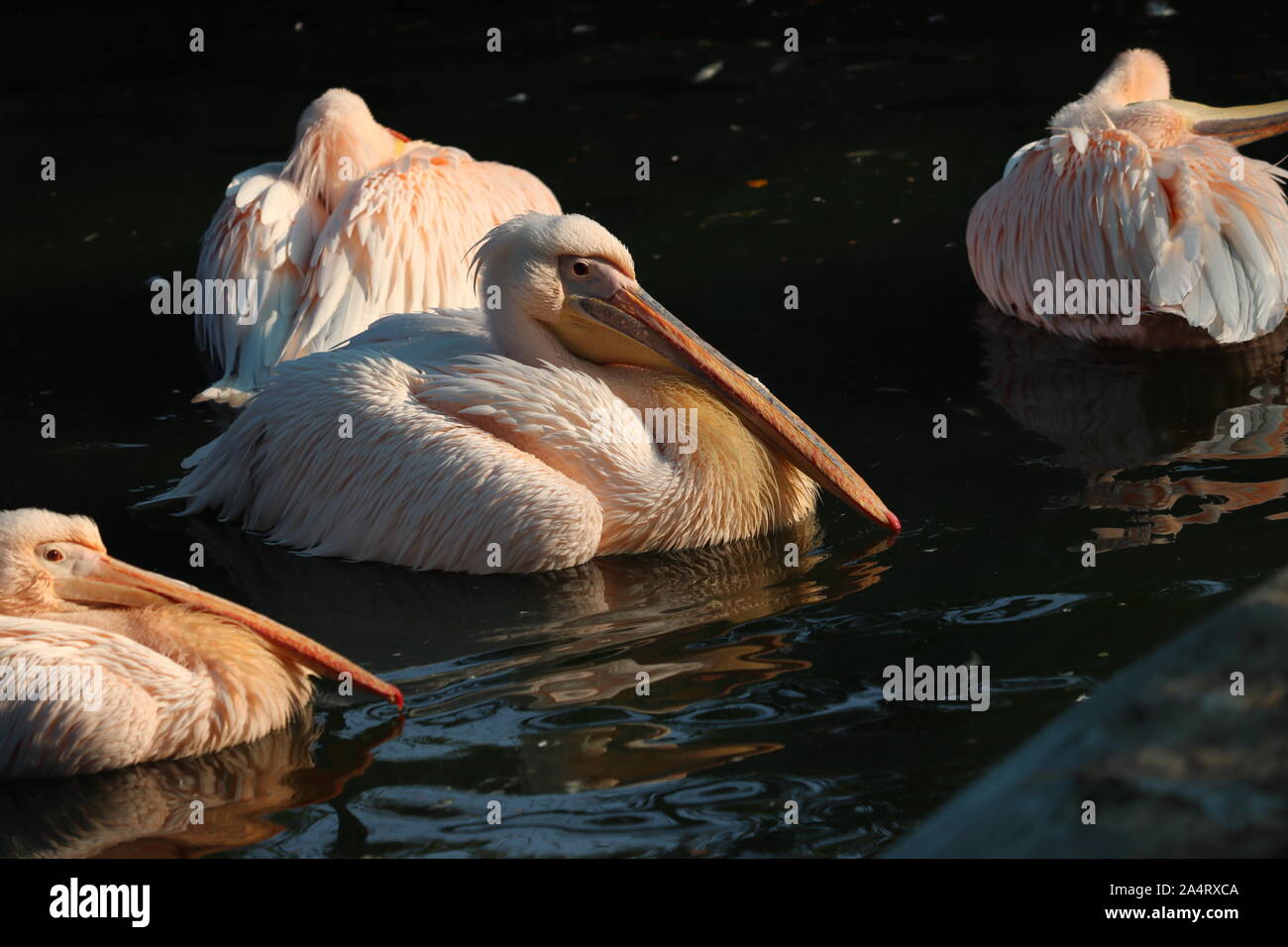 Great White Pelican blanc ou rose ou blanc, pelican pelican est un oiseau de la famille pelican.Il se reproduit dans le sud-est de l'Europe à travers l'Asie un Banque D'Images