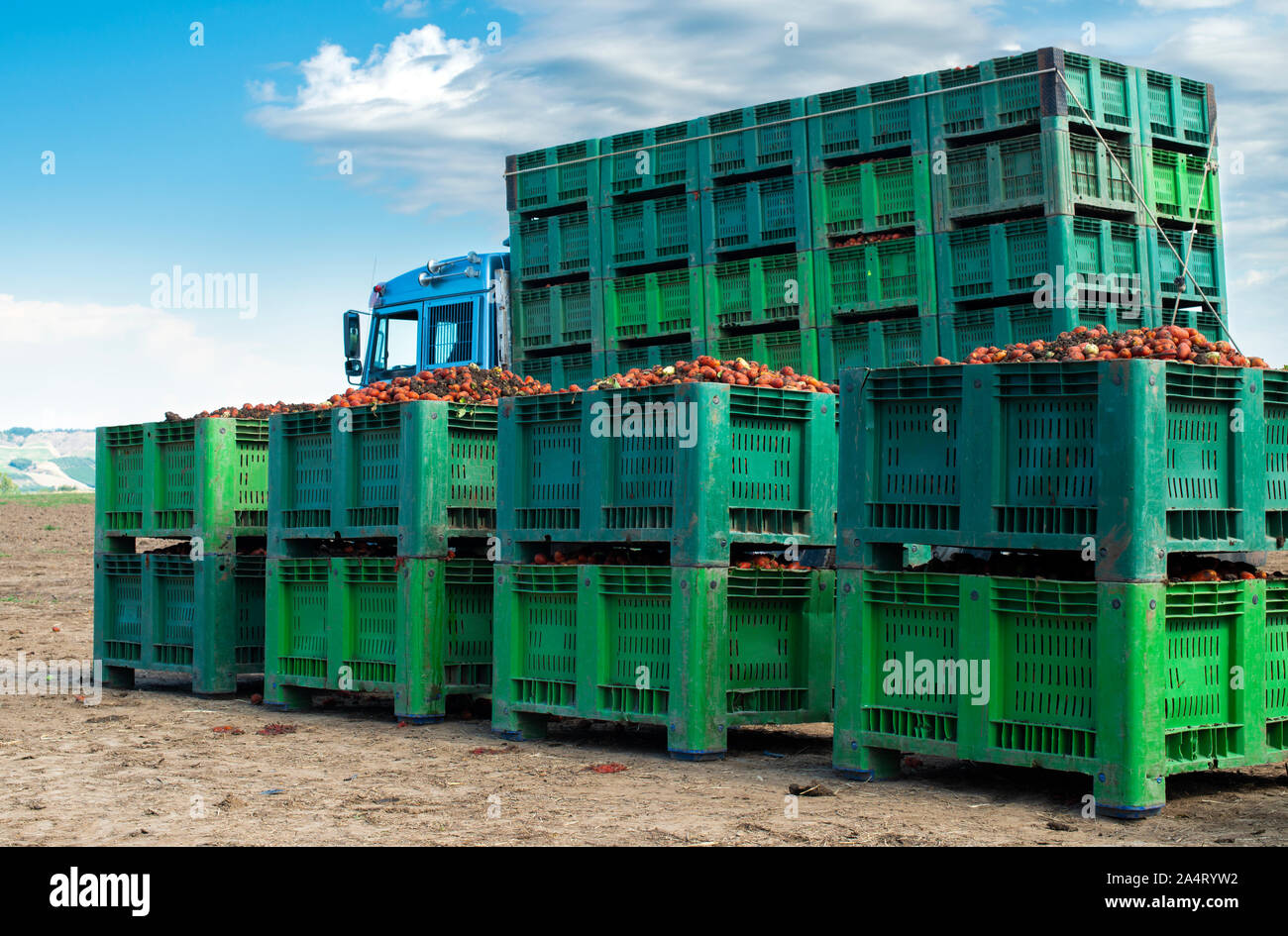 Des tomates pour la mise en conserve. Les terres agricoles et les caisses de tomates. Les tomates récoltées. Banque D'Images