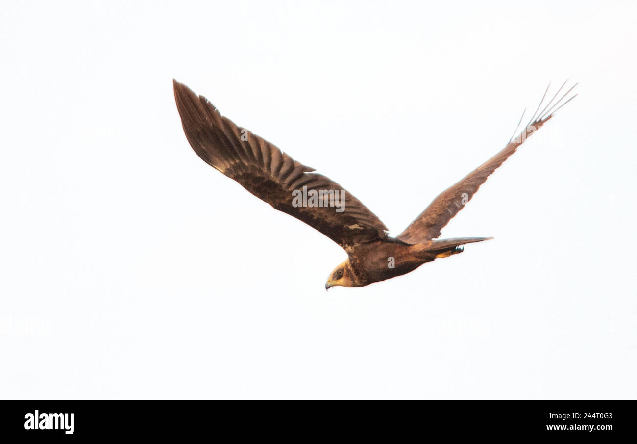 Hawk prêt à chasser dans l'heure d'été Banque D'Images