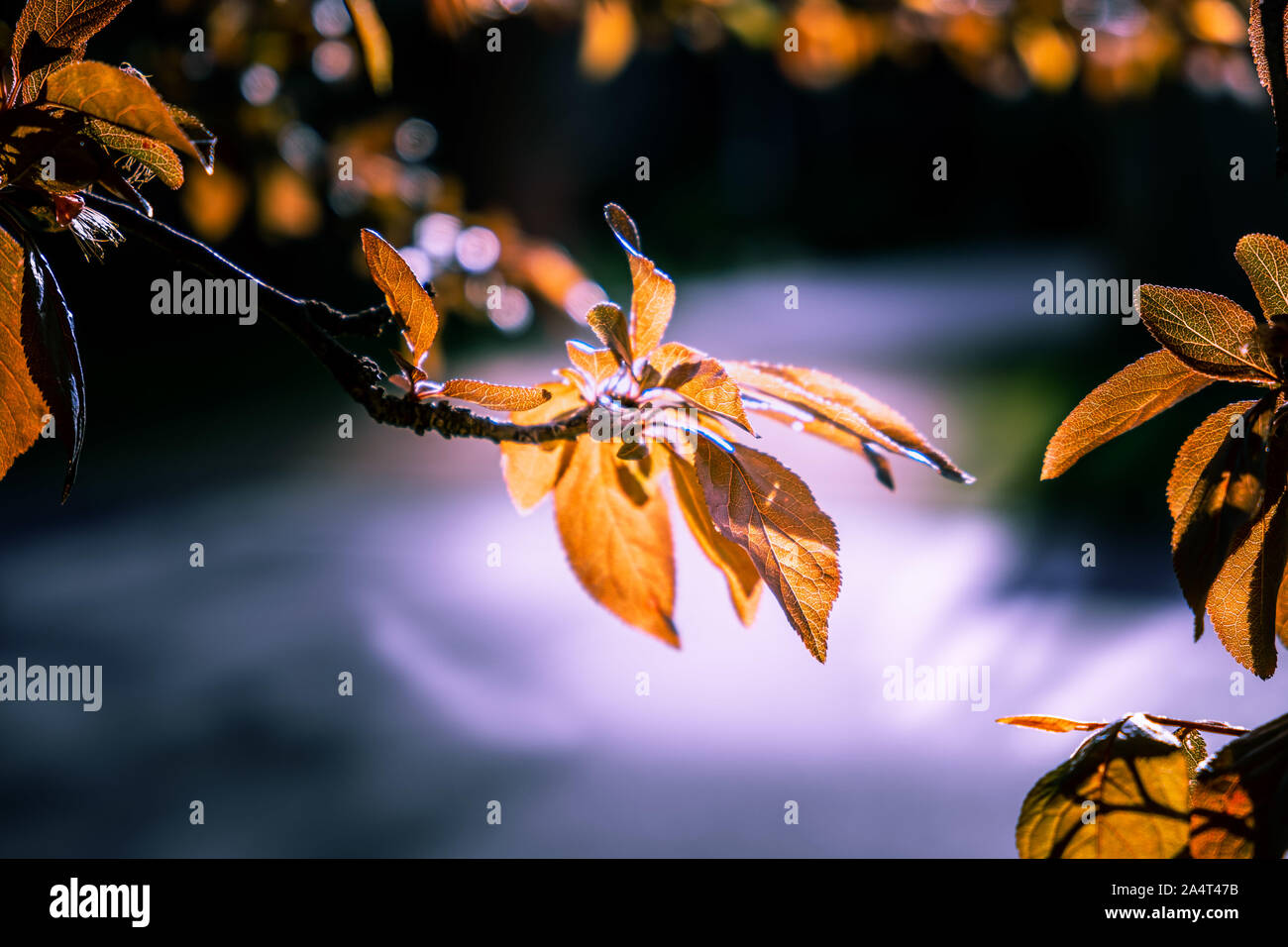 Belles feuilles d'automne orange sur un arbre avec un accent peu profondes Banque D'Images