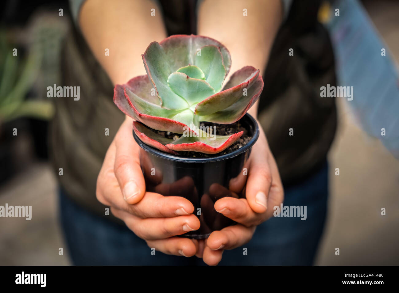 Femme hands holding petite plante succulente dans une casserole peu profonde avec l'accent Banque D'Images