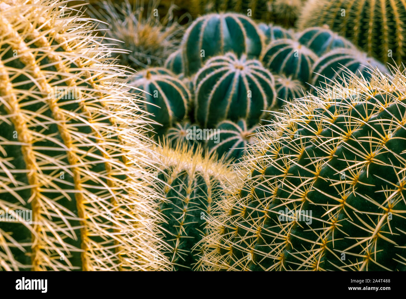 Pointes cactus hérisson du désert avec gros plan extrême focus peu profondes Banque D'Images