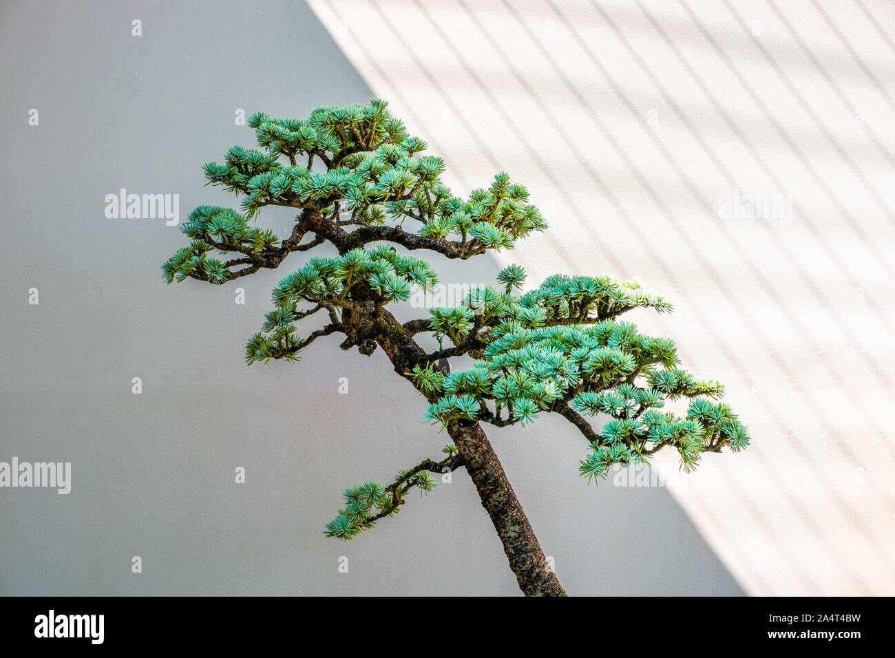 Petit bonsaï arbre qui grandit en diagonale avec Lumière et Ombre chinoise Banque D'Images