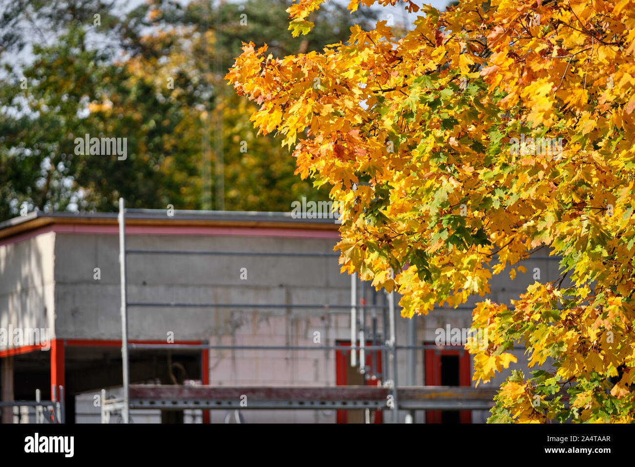 Érable dans de belles couleurs d'automne jaune en face d'un site de construction en octobre en Allemagne Banque D'Images