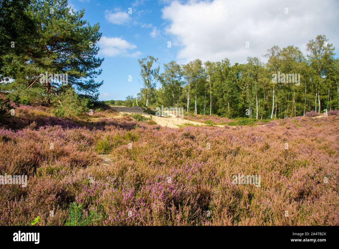 De couleur rose à Heather Wal Brabantse à Bergen op Zoom, Pays-Bas Banque D'Images