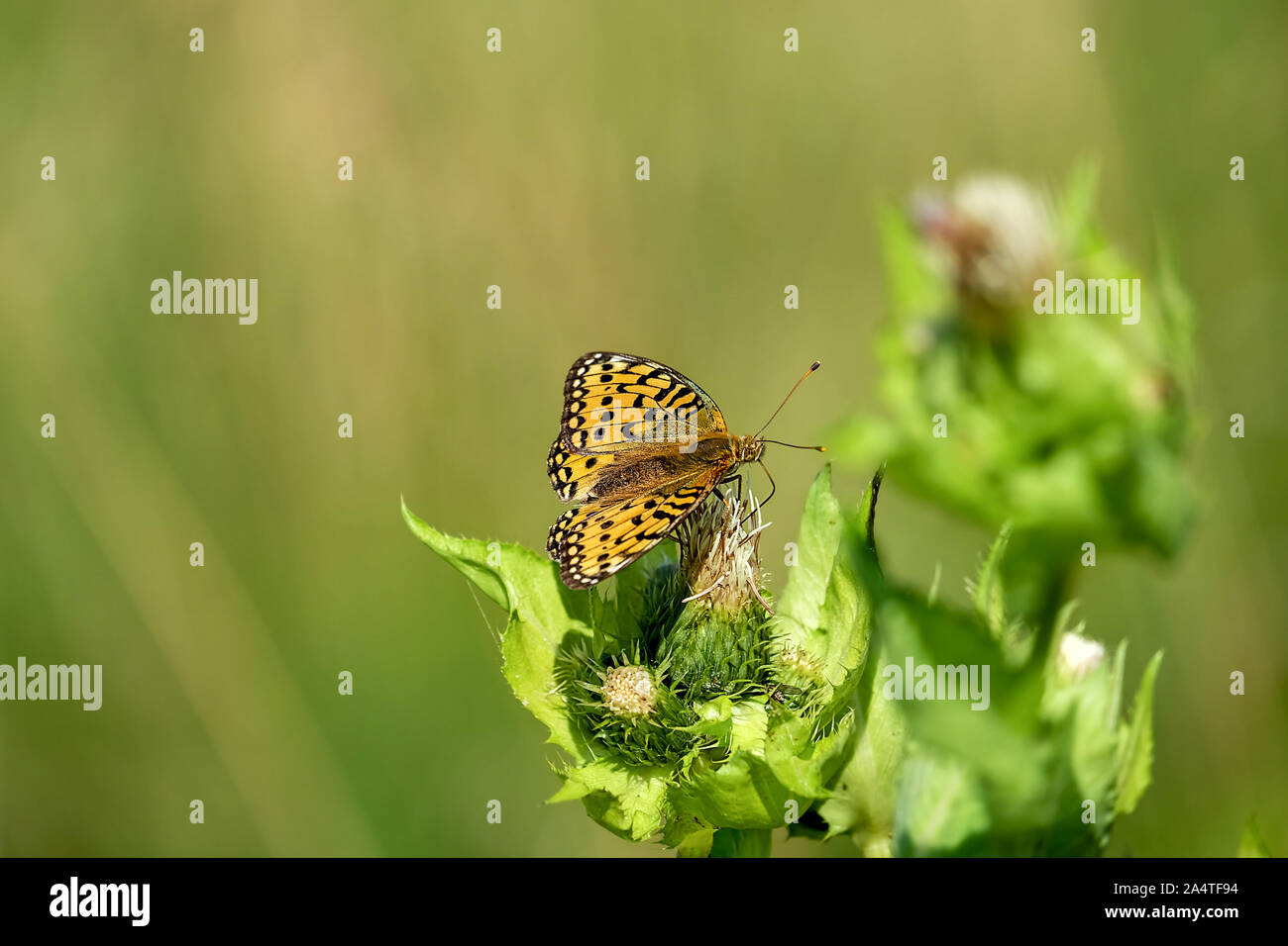 La petite perle-bordé fritillary percher sur thistly Banque D'Images