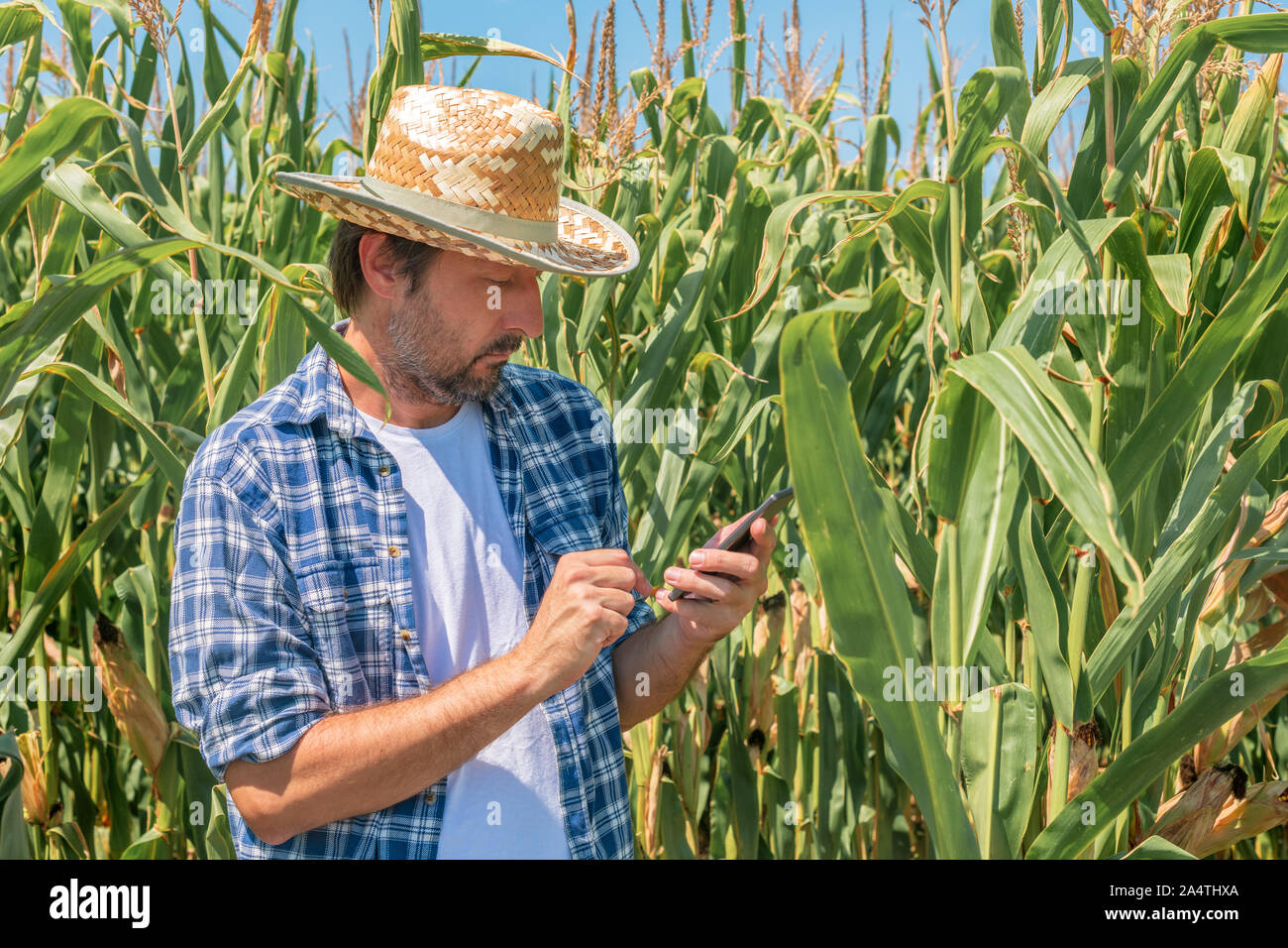 Farmer la messagerie texte sur téléphone mobile en champ de maïs le maïs, plan moyen de l'aide de l'agronome mâle smartphone pour envoyer des sms Banque D'Images