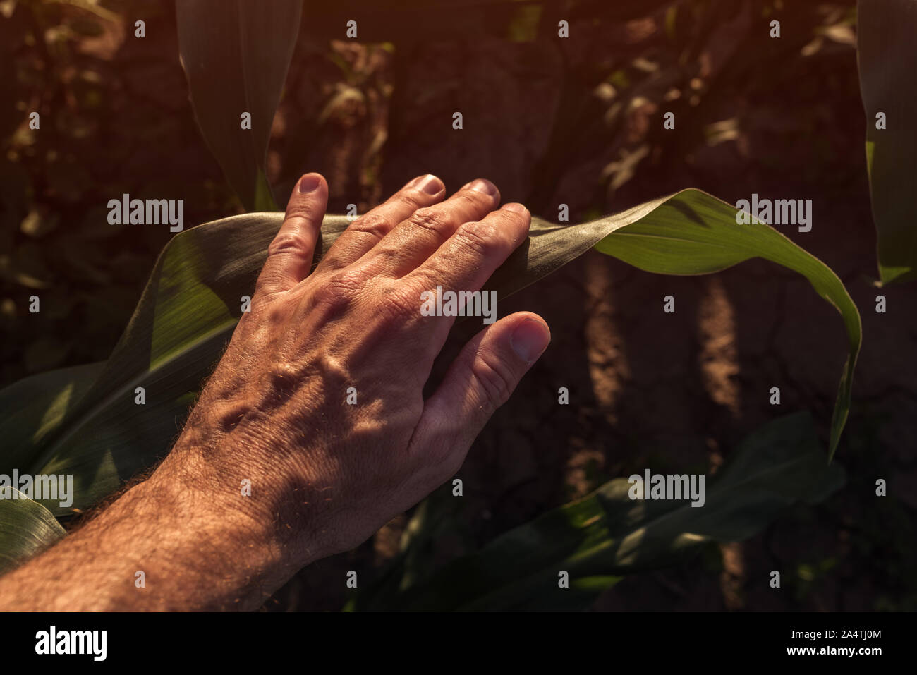 L'examen de l'agriculteur dans le champ de maïs, des plantes et de protection concept agricole, Close up of hand Banque D'Images