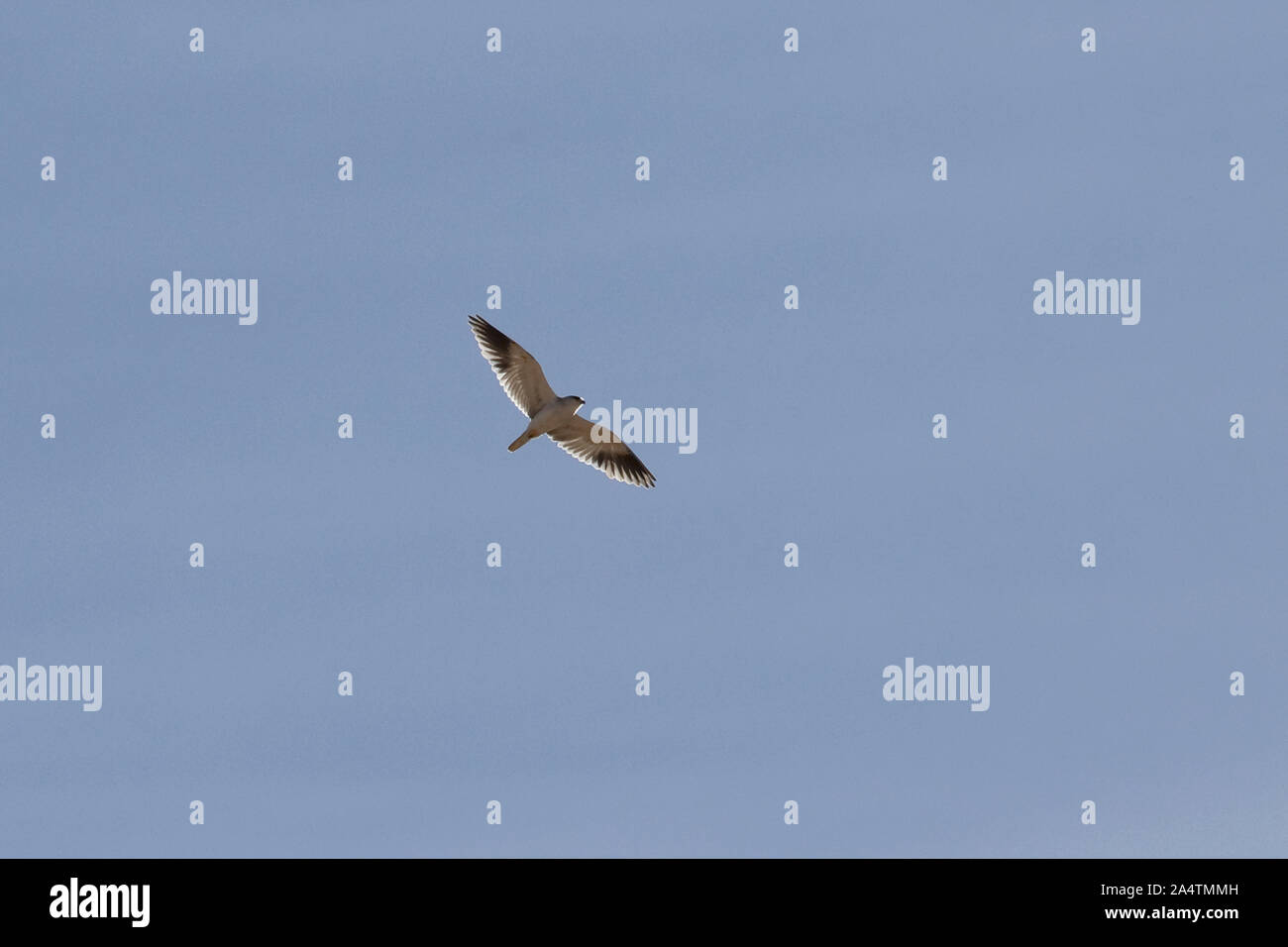 Black-winged Kite (Elanus caeruleus) Banque D'Images