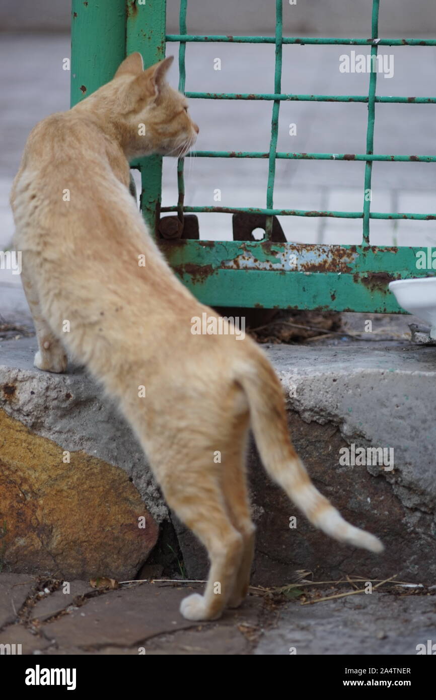 Chasse chat rouge près de la clôture. Vue depuis l'arrière Banque D'Images