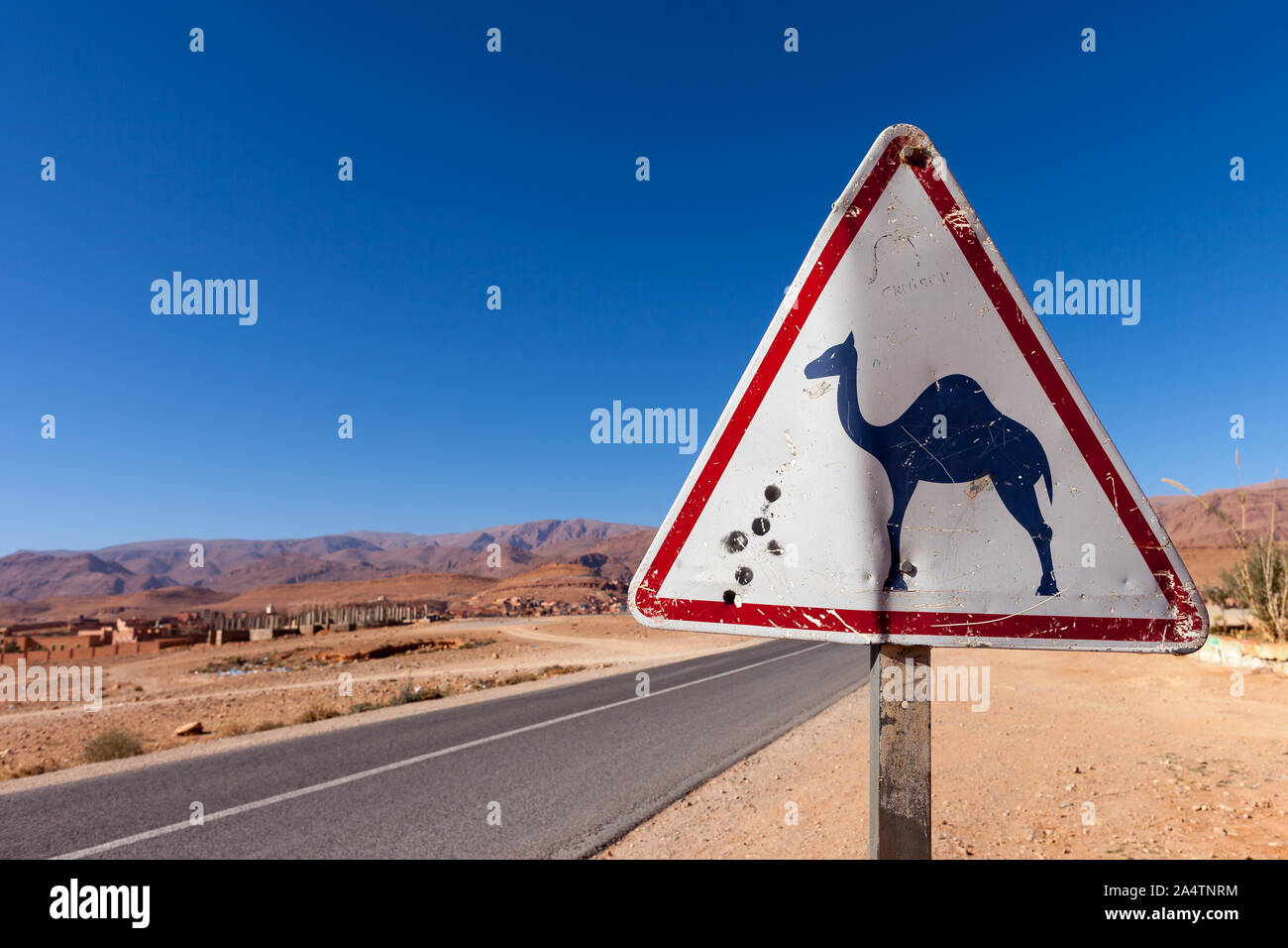 Attention chameaux à côté de la rue au Maroc. Dans l'arrière-plan l'Atlas est visible. Banque D'Images