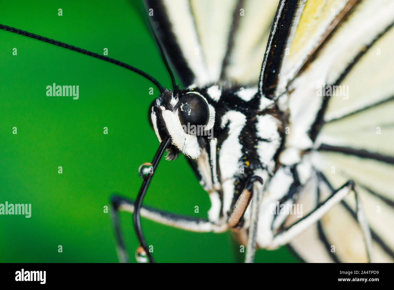 Macro close up shot d'un noir et blanc papillon. Banque D'Images